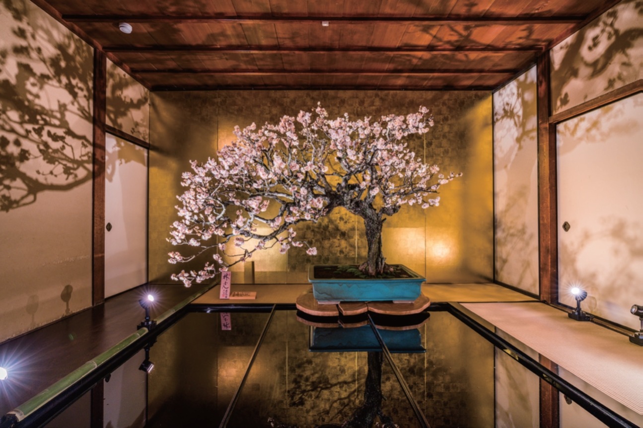 ボン梅ツェン2022　Bon-Weizen 6本　姫S