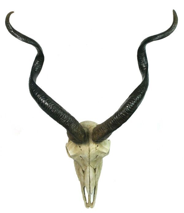 ���ӥ���������Ƭ����ɸ�� �ɳݤ�Ħ�� �ϥ�ƥ��󥰡��ȥ��ե���/ ���ե��ꥫ�ե� ưʪ�� �����˥å��쥹�ȥ�� �ץ쥼���£��ʪ (͢����