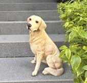 �ꥢ��ʥ�����ǥ��ȥ꡼�С�Ħ�� ����Ω�Ƥ��İ�����ȥ�С��� ��,����,����,���������˺�Ŭ �������� �ɥå�����Ħ��