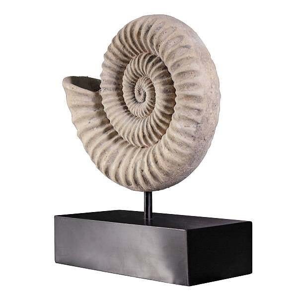 ��ʪ��ɸ�ܤΥ����ʥ��Ȳ��Ф�Ħ�� Ħ��/ Design Toscano Ammonite Fossil Sculpture on Museum Mount[͢����