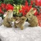 ������(����������)��Ħ�����Хˡ��ǥ� �����ǥ�Ħ��/ Design Toscano The Bunny Den Garden Rabbit Statues, Multicolored(͢����