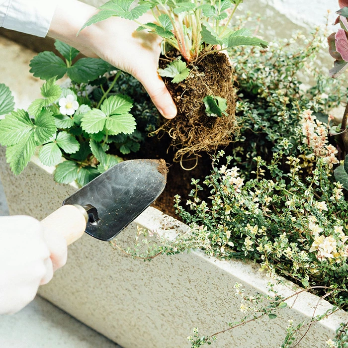 プロ仕様 園芸用移植ゴテ（大）【新潟県三条市・近藤製作所】