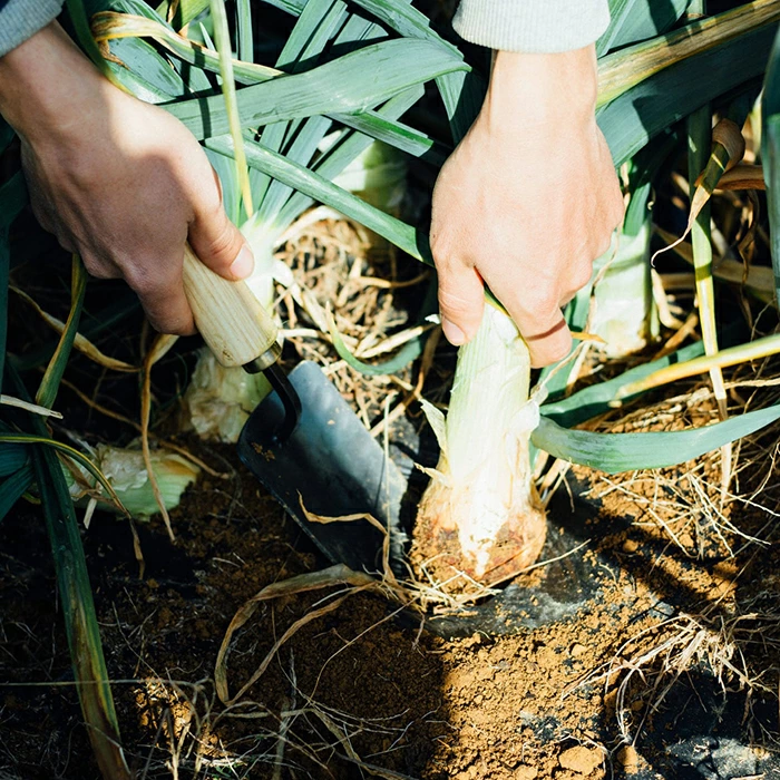 プロ仕様 園芸用移植ゴテ（大）【新潟県三条市・近藤製作所】