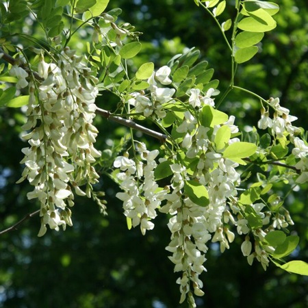 �ڿ��о�ۥϥ󥬥꡼������̪�ʥ���ϥˡ���200g