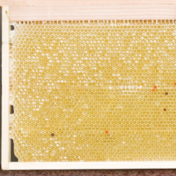 �ڿ��̸���۽��ĸ����ޥ��˥�˪̪1kg�ʵͤ��ؤ��ƴ��դ���