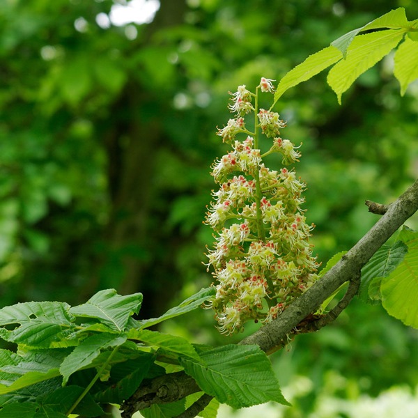 �ڿ��̸���۽��ĸ����ޥ��˥�˪̪1kg�ʵͤ��ؤ��ƴ��դ���