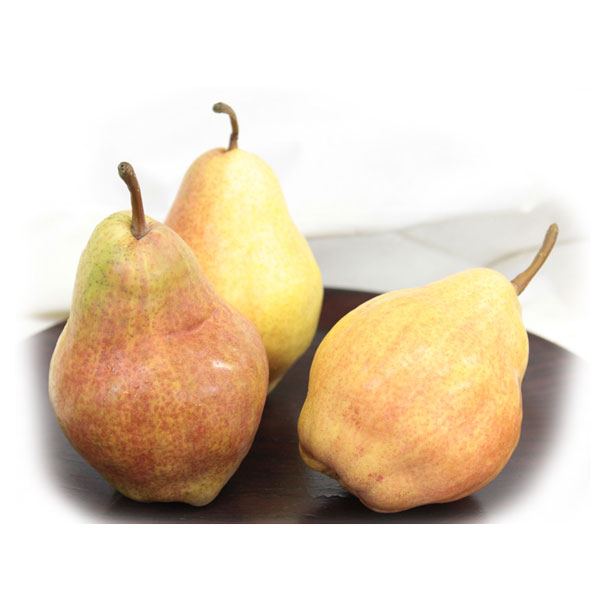 ��web���������̵���۽��İ��������Υ��å�