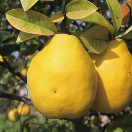 ��̵���ʤ꼡�轪λ���ۤ���󥨥���˪̪