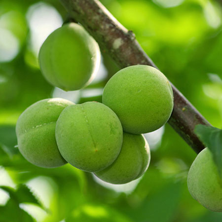 �ڥ�������˥塼���롪�۹��ߡ��ˤ�ˤ����������ѡ������ߡʤ���褦�����