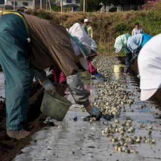 �ڴ�����ͽ��������ѥ��������סۤˤ�ˤ�˪̪�����Ҥ�265g