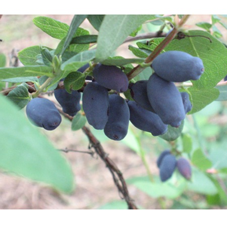 �ڥܡ��ʥ��ݥ�����դ����ۥϥ����åץС����ȥ�����6�ĥ��å�