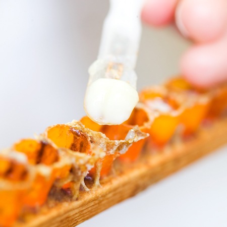 �ں����������̲��ʡۥ����塼�롡�ܥǥ������ס�500ml