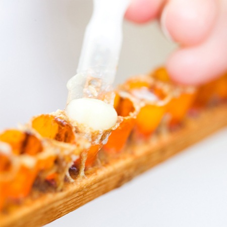 �����̲��ʤ�1/16�ޤǡۥ����塼�롡�ܥǥ����������