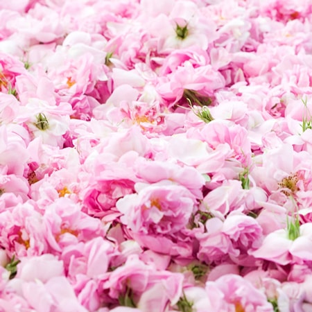 �����̲��ʡ�����̵���ۥ�ԡ����졼�� �ס��� ��ޥ�5�ܥ��åȡʤ��䤹�߼����դ���