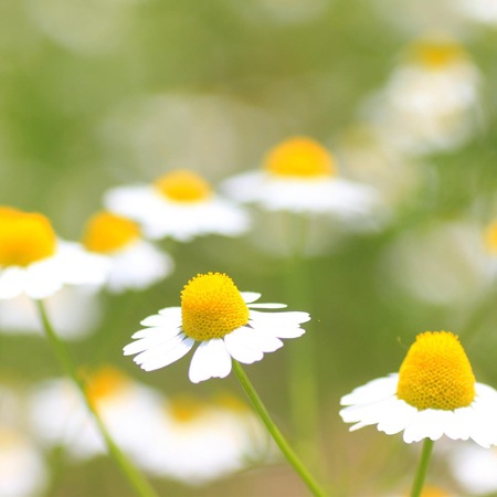 �ں����������̲��ʡۥ����塼�롡�ܥǥ������ס�500ml