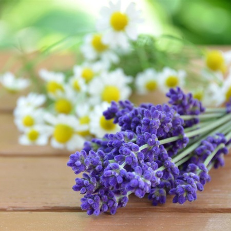 �ں����������̲��ʡۥ����塼�롡�ܥǥ������ס�500ml