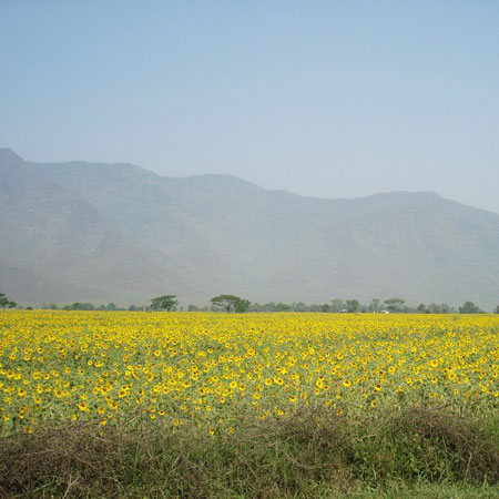 �ߥ��ޡ����ҥޥ��˪̪300��