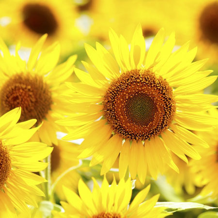 �ߥ��ޡ����ҥޥ��˪̪300��