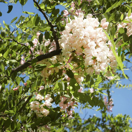 �ڿ��̸���۽��ĸ�����������˪̪2.4kg�ʾ�ʬ���ѥܥȥ��դ���