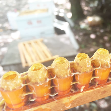 ��30��ʬ�ۥ饯�饯������Ϥ������� ˪̪������를�꡼