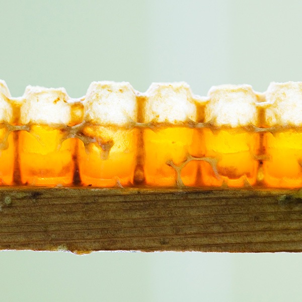 �ڴ��ָ���������ǡ��񻺥�����를�꡼