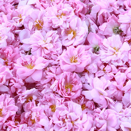 �����鯱໺��������������������200ml�ʥѥ��������ס�