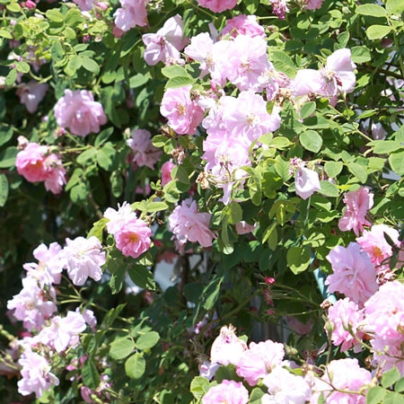 �����鯱໺��������������������200ml�ʥѥ��������ס�