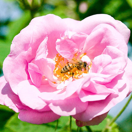 ������̵�����饯�饯������Ϥ��������۽����鯱໺��������������������200ml�ʥѥ��������ס�