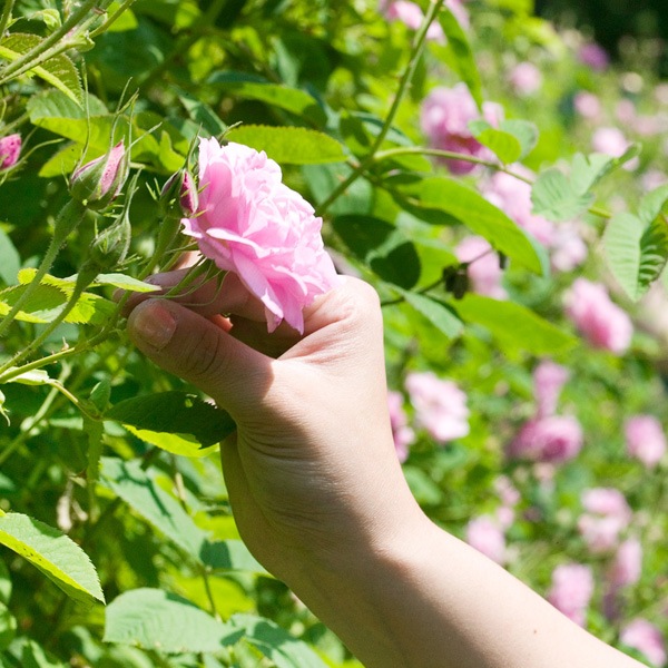 �����̲��ʡ��ץ쥼����դ�����Ʃ���̤���ȩ���åȡʥ��������ɥ����������졼��ɥ��塼���1��