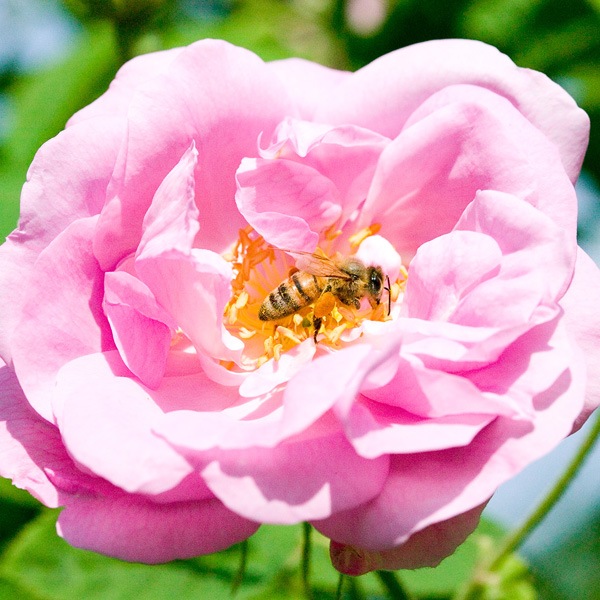 ��ԡ�5���ȥ饤���륭�å�(�ݡ����դ�)