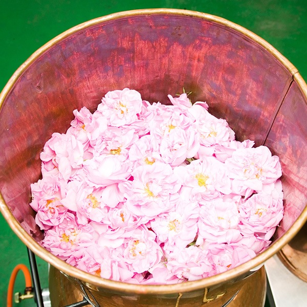 ������̵���ۥ�ԡ��ᤤ���դ����ȩ���åȡʥ��������ɥ����������졼��ɥ�����1��