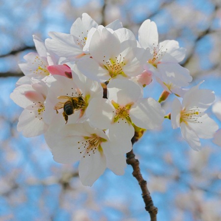 �ڿ��̸���۹񻺽�褵����˪̪