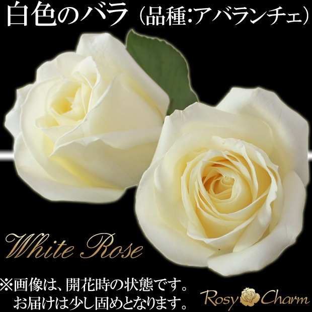 �Х�β�«�å�å��������������֡�����11�ܤ���101�ܤޤ��ܿ������ǽ�ˡå�å����������«���������֡�