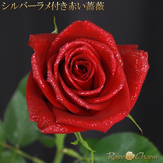 �Х�β�« 30�ܡõ�ǰ�����ץ��ݡ������������Τ��ˤ���£���鯡åХ�ο������ǽ