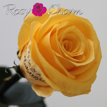 åץꥶ֥ɥեòΥХ1ܡååեե ؤ