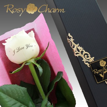 åá֡1ܡåեȥܥåؤΥХ