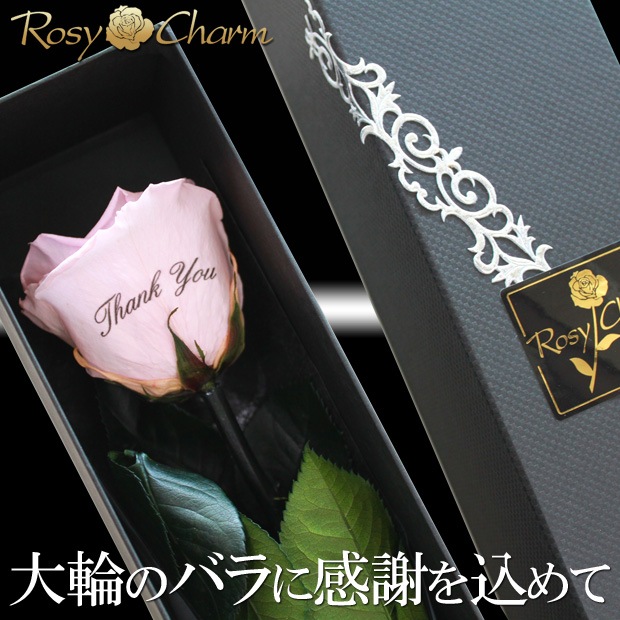 �ڥץ�ߥ���ۥ�å��������������ץꥶ���֥ɥե������� �ԥ󥯤ΥХ�1�ܡå�å�����������ؤ���