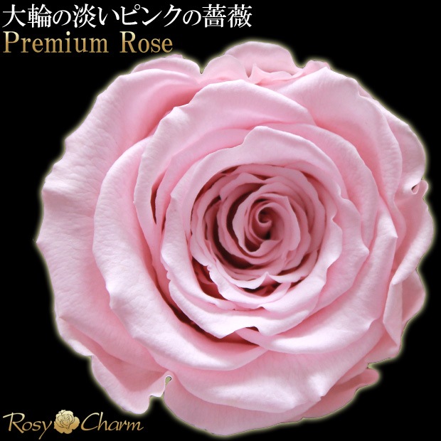 �ڥץ�ߥ���ۥ�å��������������ץꥶ���֥ɥե������� �ԥ󥯤ΥХ�1�ܡå�å�����������ؤ���