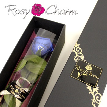 ��å��������������ץꥶ���֥ɥե����Ĥ���1�ܡå֥롼�������˥�å���������ð��ؤΥХ�