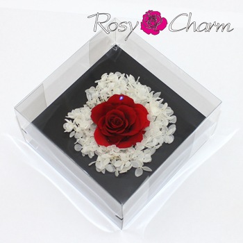 ���ؤΥХ顡�ʥץꥶ���֥ɥե��ˡ������ե졼���