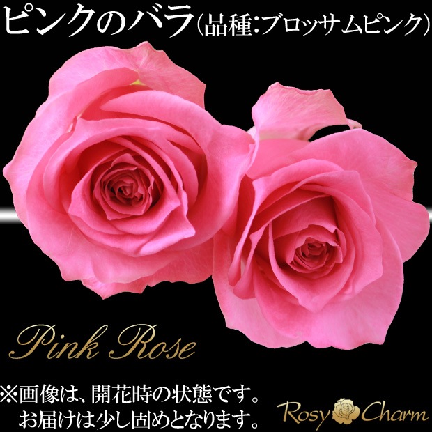 �������£��Х�β�« �å�å������ܡ��ɡ��֡����å�å������դ��ԥ󥯤��鯡�10��