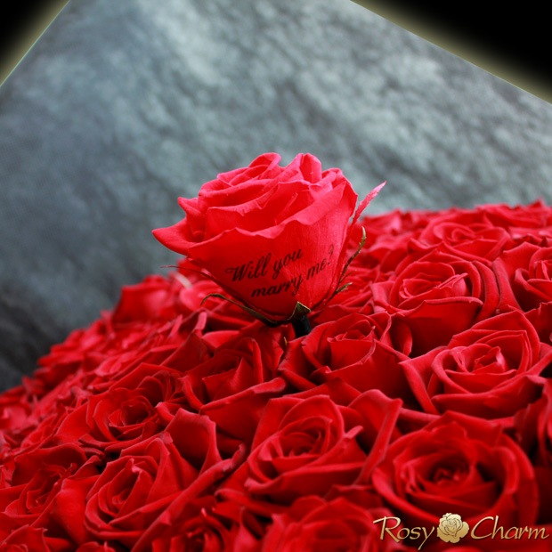 �ץ��ݡ�����£��Х�β�«108�� �ڥ�å������ץꥶ���������֡����� 100�ܡ��ܿ������ǽ