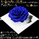  Ĥ鯡åեȥե졼 ХΥץꥶ֥ɥեڼ̿Ωơۡå֥롼ءץ쥼ȡǰǯˤ£ʪ