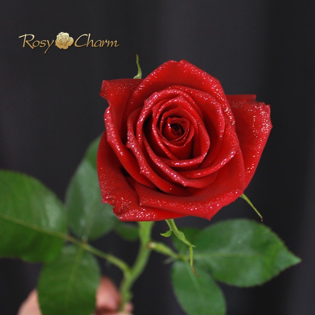 դ֤Хβ«åѡ󥰥֡ååեб9ܤܿǽ