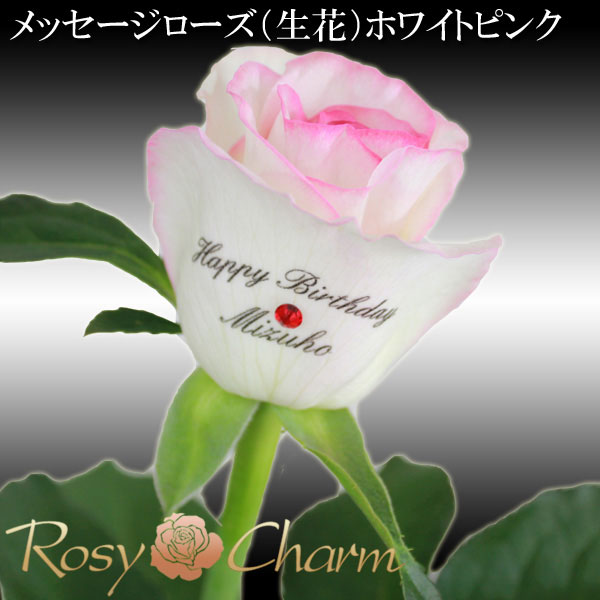 1�ؤΥХ顡��å��������������ۥ磻�ȥԥ󥯡����֡�