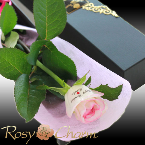 1�ؤΥХ顡��å��������������ۥ磻�ȥԥ󥯡����֡�