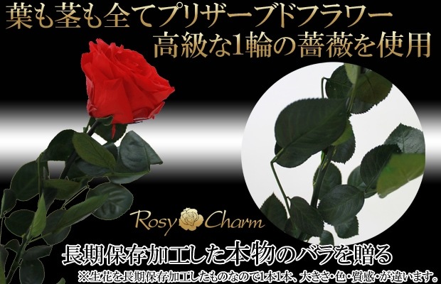  «åХΥץꥶ֥ɥեءۡåեȥܥåøϤʤ ץ쥼ȡʥåեб