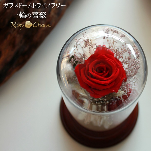 ���饹�ɡ��� �ɥ饤�ե� ���ؤΥХ� �ץꥶ���֥ɥե����������ץ쥼��ȡ��뺧��ǰ�����ץ��ݡ�����£���鯡�