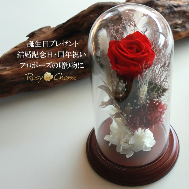 ���饹�ɡ��� �ɥ饤�ե� ���ؤΥХ� �ץꥶ���֥ɥե����������ץ쥼��ȡ��뺧��ǰ�����ץ��ݡ�����£���鯡�