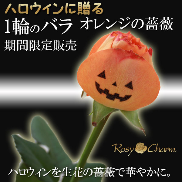 �ϥ��������£�륪��󥸤ΥХ�1�ܡ����֡�